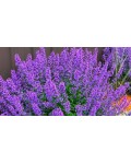 Непета/Котовник Фассена ‘Лагуна Блю’